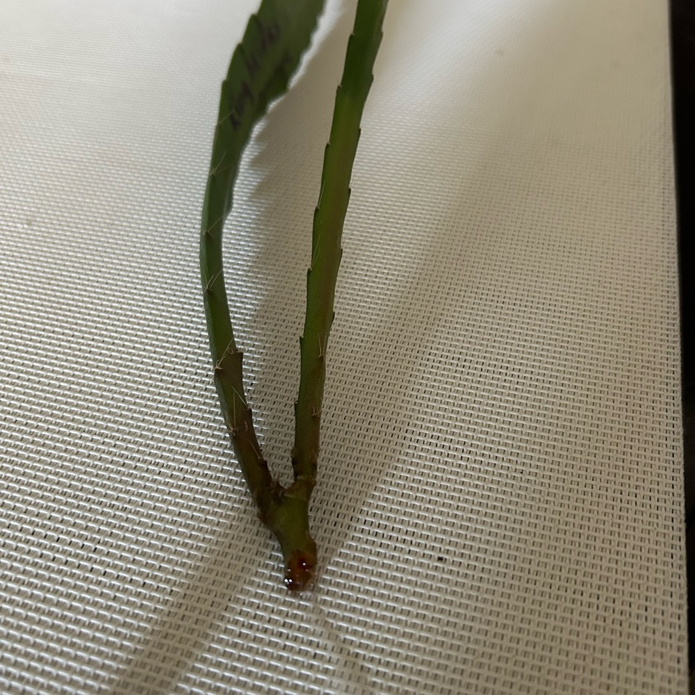 King Midas Orchid Cactus  Unrooted Cutting - Picture 5 of 5